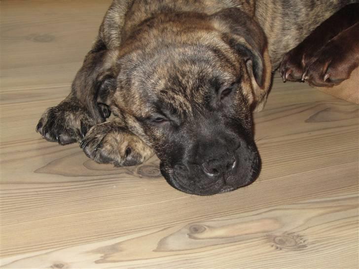 Bullmastiff Karla billede 17