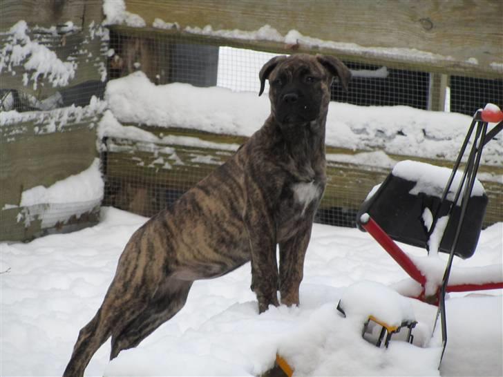 Bullmastiff Karla - Vagtsomme Karla... billede 18