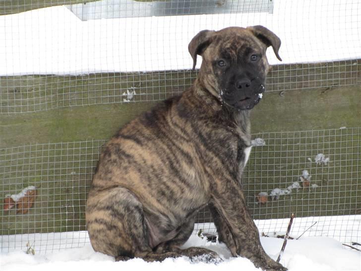 Bullmastiff Karla billede 19