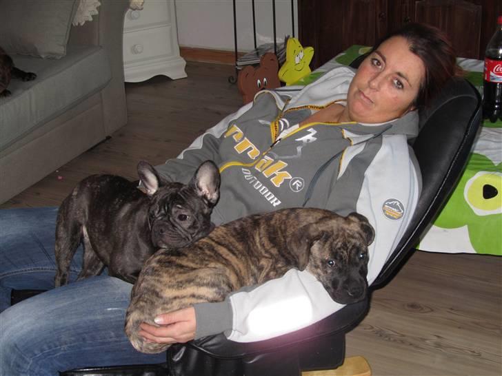 Bullmastiff Karla - Hygge efter gå tur.. billede 20