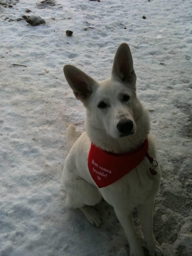 Hvid schæfer Josephine - Velkommen til Josephines profil! :-) billede 1