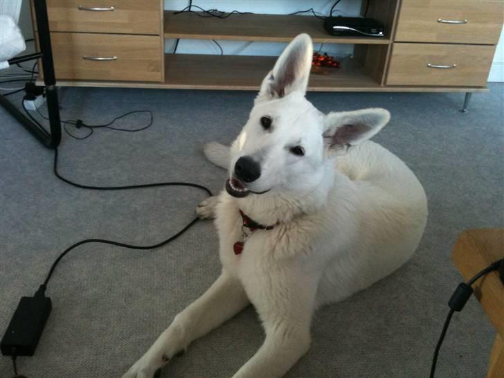 Hvid schæfer Josephine billede 2