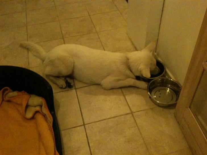 Hvid schæfer Josephine billede 3