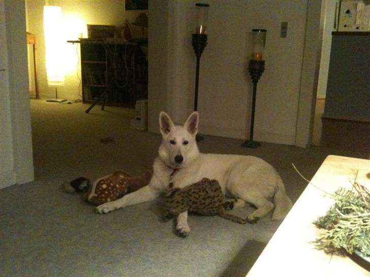 Hvid schæfer Josephine billede 4