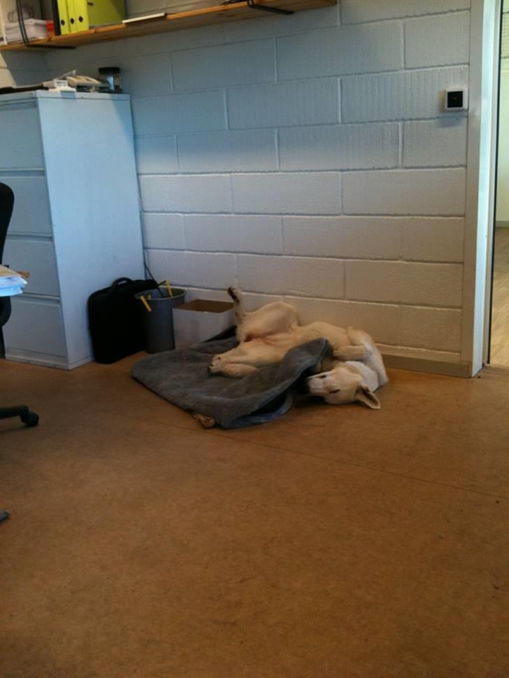 Hvid schæfer Josephine - Med mor på arbejde, det er hårdt og være vagthund. billede 5