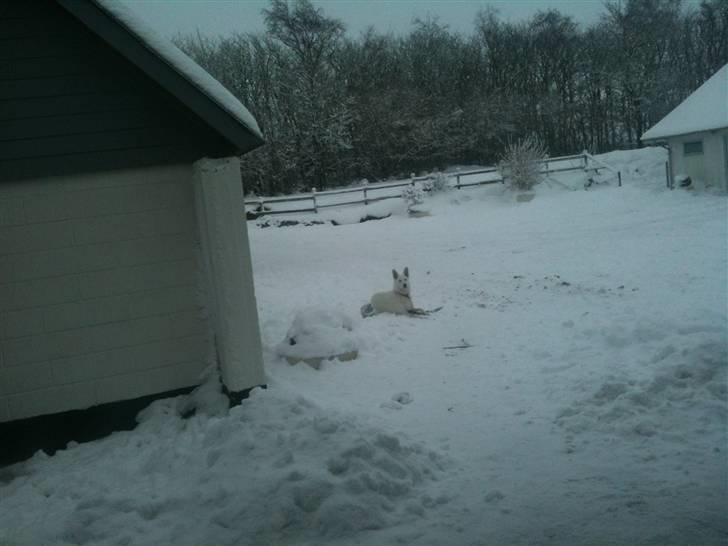 Hvid schæfer Josephine billede 6