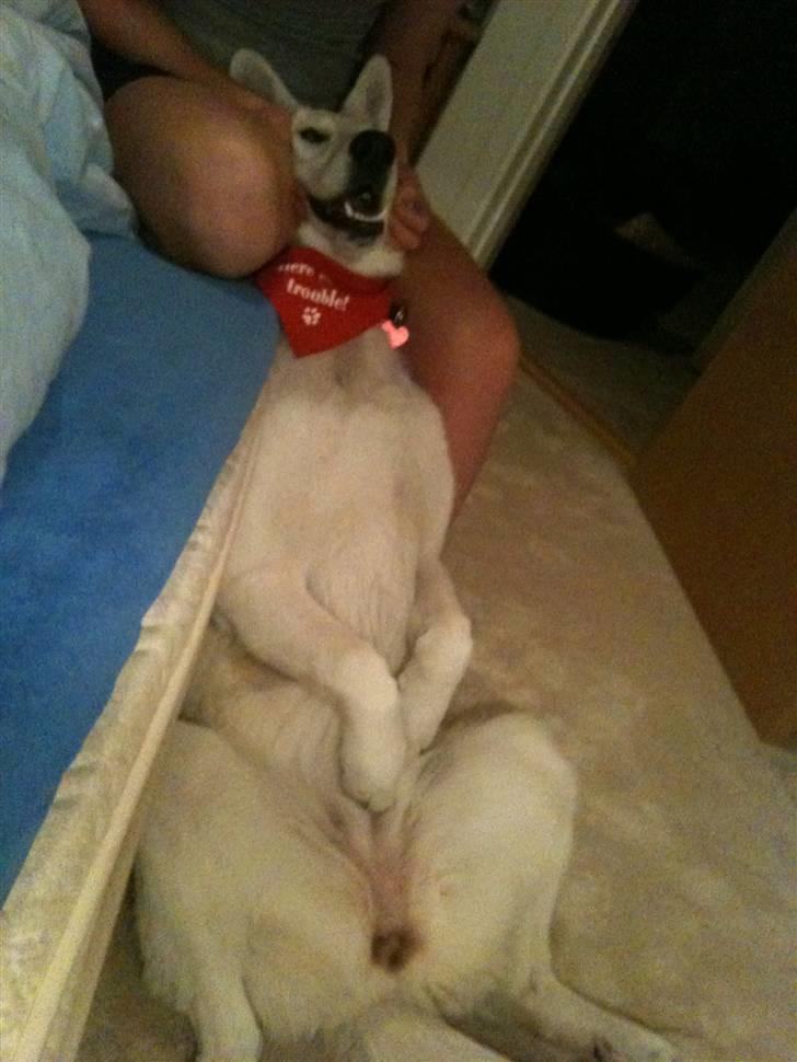 Hvid schæfer Josephine - Rigtig hyggebillede, hun ligner lidt en kænguru :-) billede 7