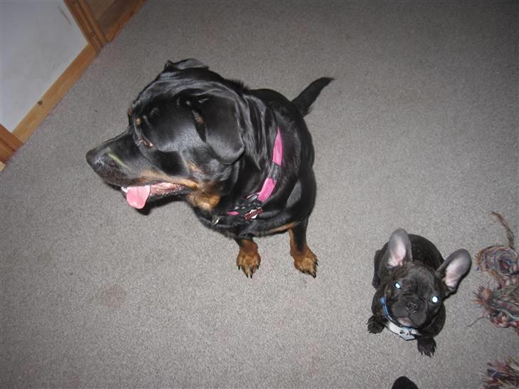 Fransk bulldog Ozzy billede 19