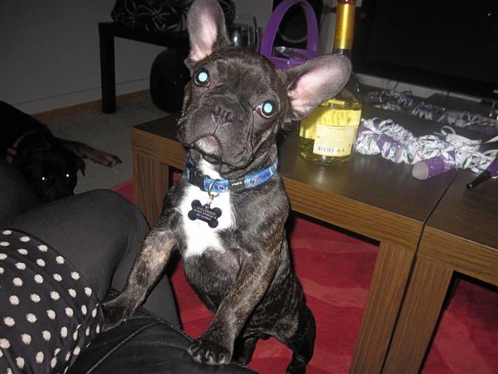 Fransk bulldog Ozzy billede 20