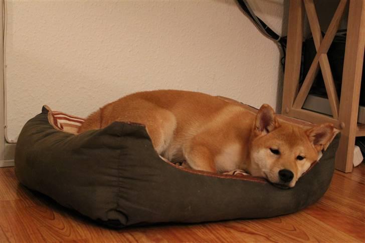 Shiba Simba (Alina's Beniaka) billede 9