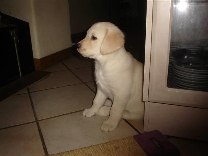 Blanding af racer †Puk† - sidder og venter :D  billede 22