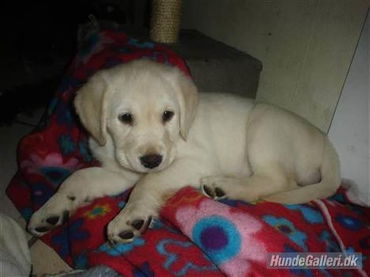 Blanding af racer †Puk† - ligger og kigger på sin søster . molly<3 billede 8