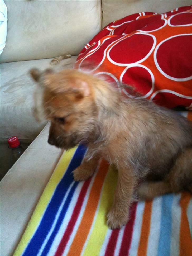 Blanding af racer Yrsa billede 6