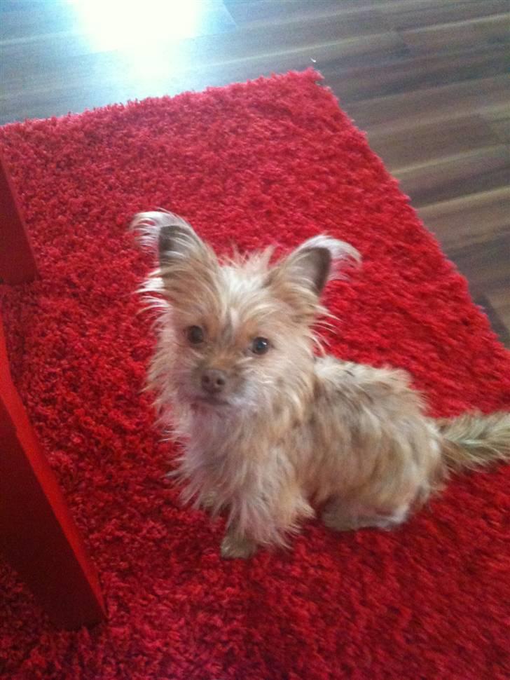 Blanding af racer Yrsa billede 7