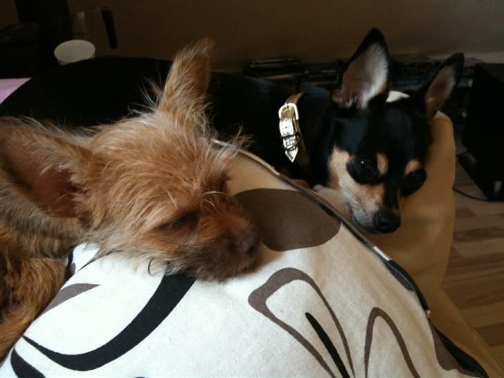 Blanding af racer Yrsa billede 8