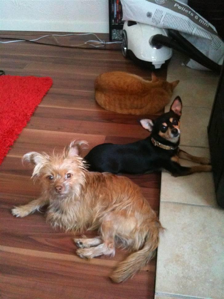 Blanding af racer Yrsa billede 9