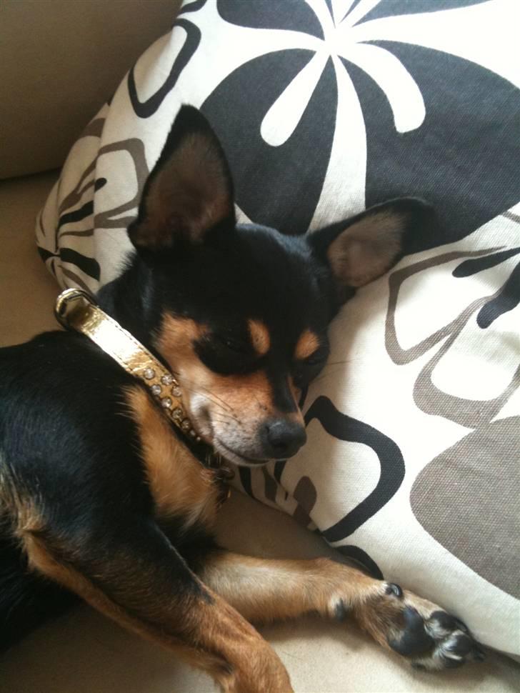 Blanding af racer Ulla billede 12