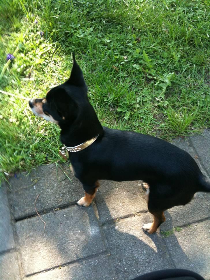 Blanding af racer Ulla billede 13