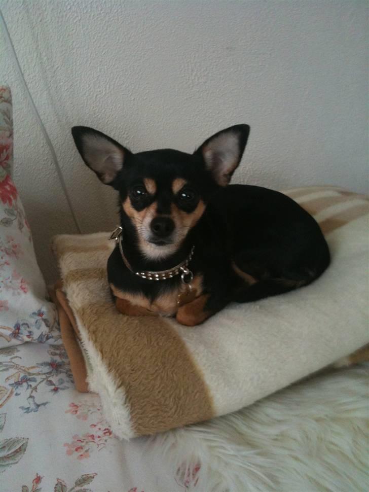 Blanding af racer Ulla billede 14