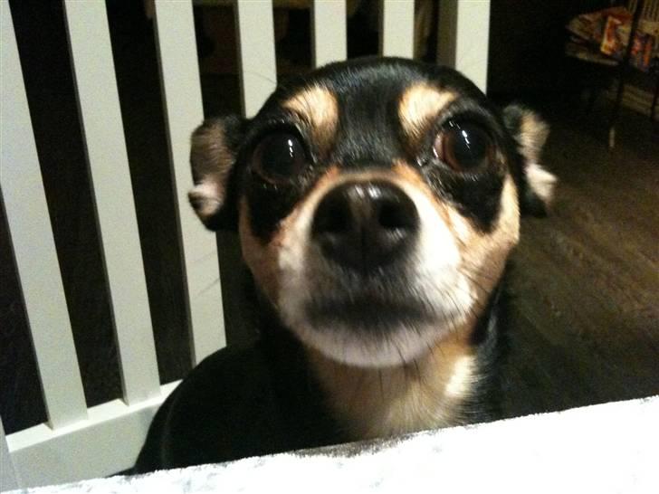 Blanding af racer Ulla billede 15