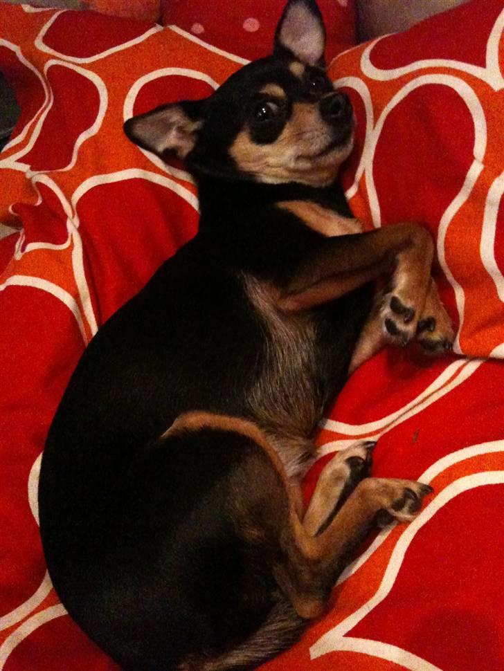 Blanding af racer Ulla billede 16