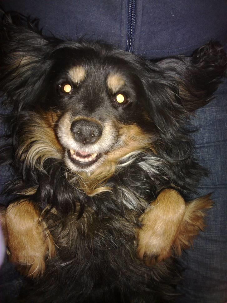 Blanding af racer Max billede 1