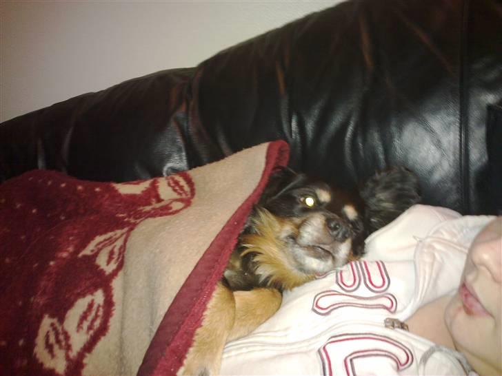 Blanding af racer Max - Sofahygge sammen med min mor. billede 2