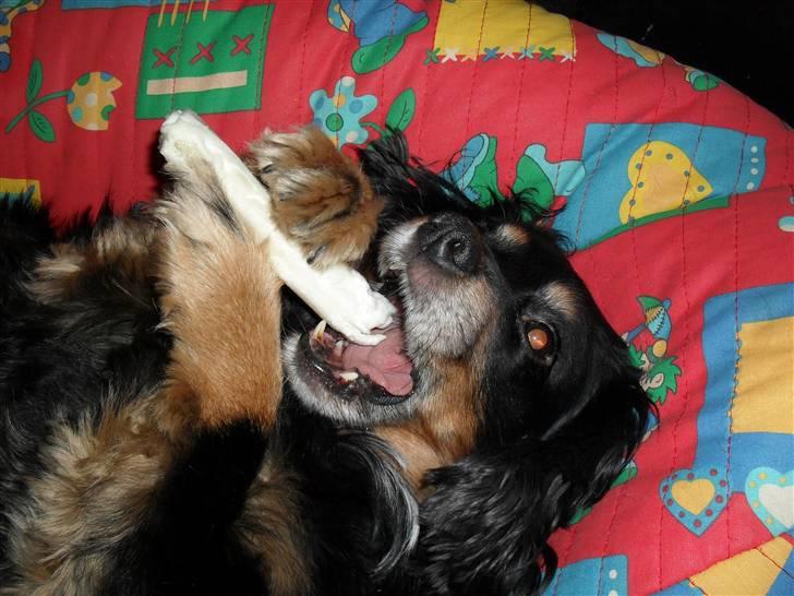 Blanding af racer Max - Jeg elsker mad. Og specielt tyggeben. billede 3