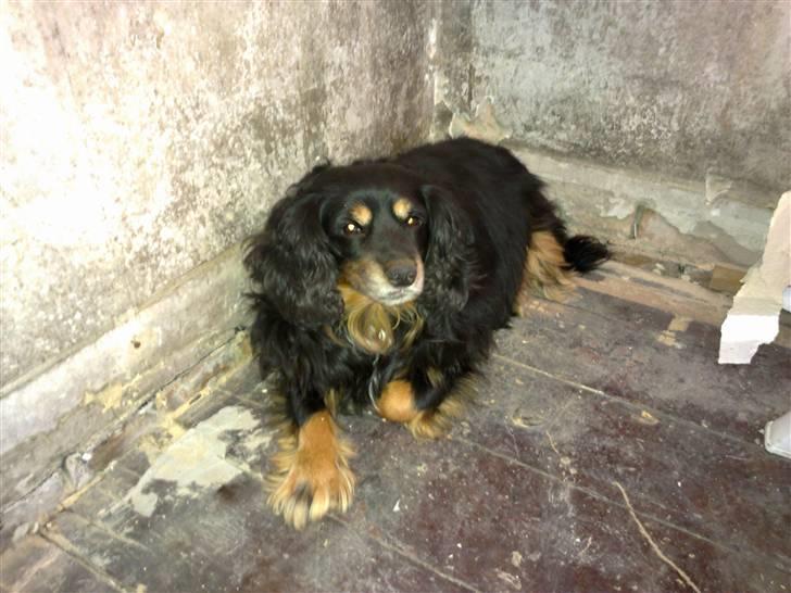 Blanding af racer Max - Ombygning af min stue. Jeg var godt nok træt af alt det rod. billede 5