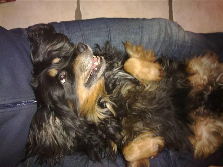 Blanding af racer Max - Hygge på min mors ben. Det er et dejligt sted at ligge. billede 6