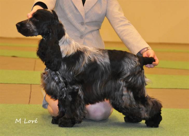 Cocker spaniel Dylan-Dan-L's Black Money - Dylan 11 mrd. fotograferet på stockholms hundmesse dec. 10. af Marie Loré billede 10