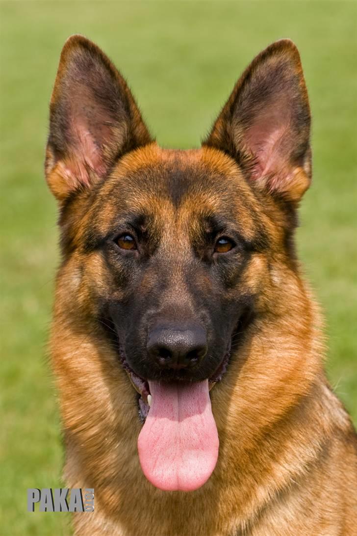 Schæferhund Walkini's Haley billede 1