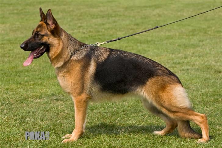 Schæferhund Walkini's Haley billede 2