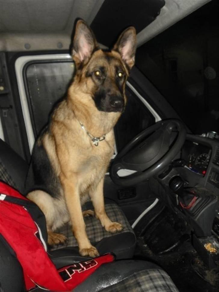 Schæferhund Walkini's Haley billede 3