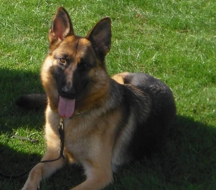 Schæferhund Walkini's Haley billede 4