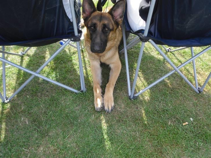 Schæferhund Walkini's Haley billede 5