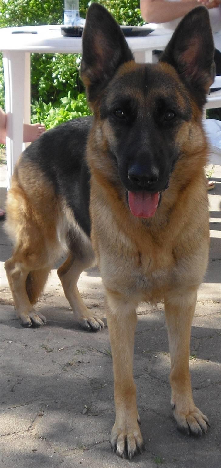 Schæferhund Walkini's Haley billede 6