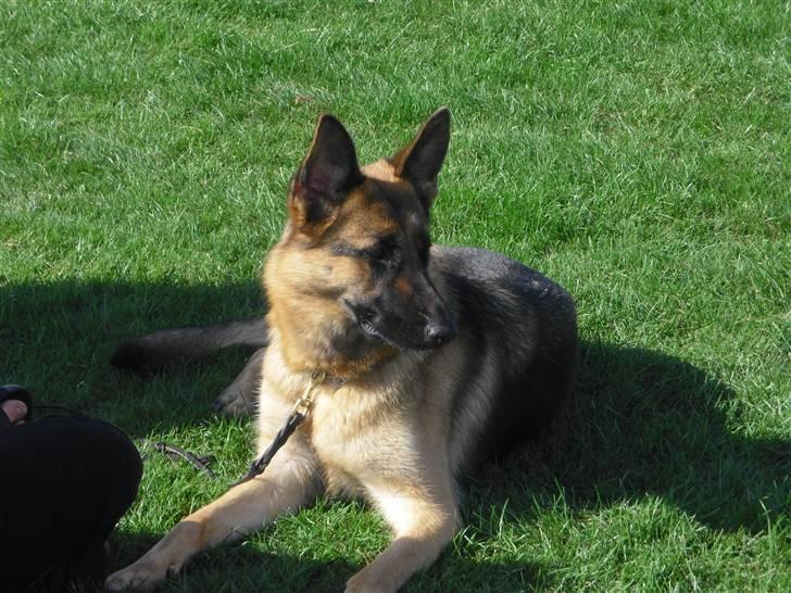 Schæferhund Walkini's Haley billede 7