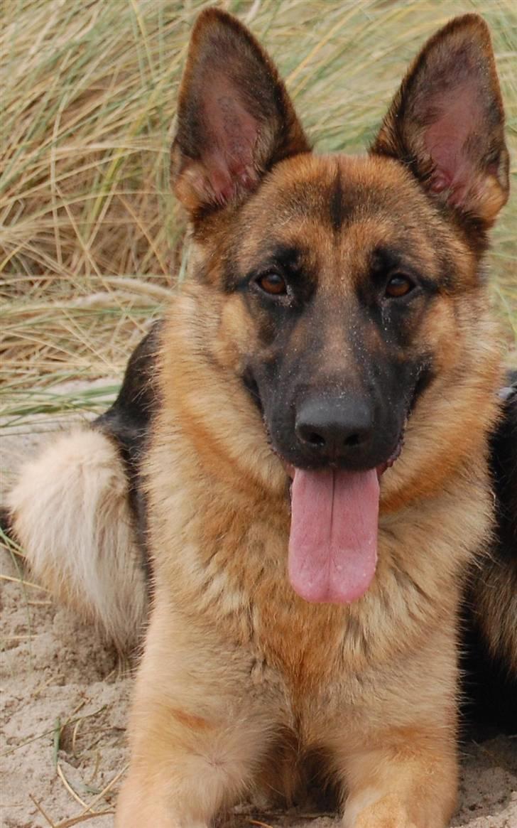 Schæferhund Walkini's Haley billede 8