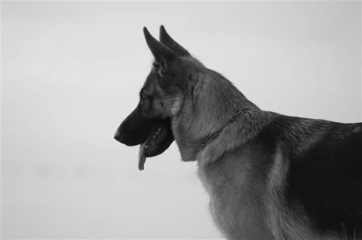 Schæferhund Walkini's Haley billede 9