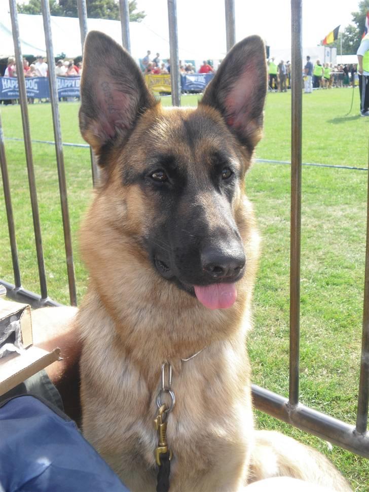 Schæferhund Walkini's Haley billede 10