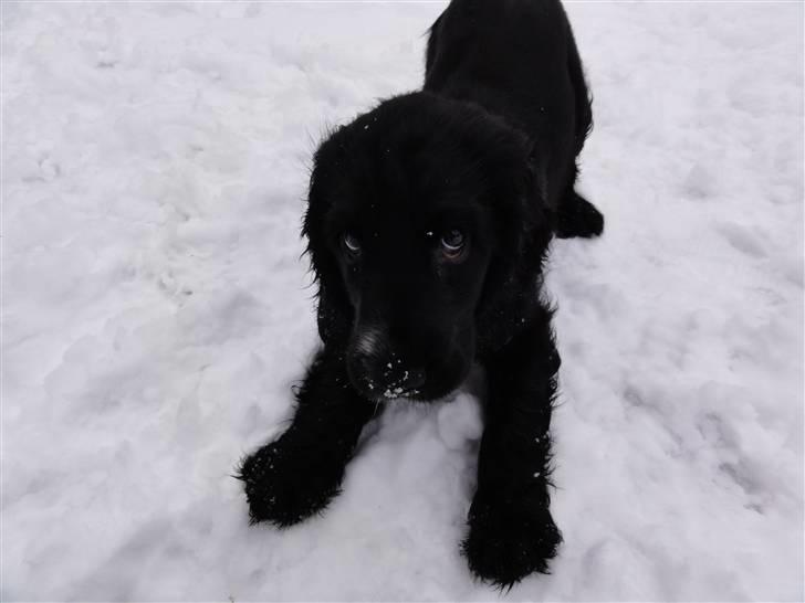 Cocker spaniel Enzo-himmelhund :`( - en meget uskyldig enzo  billede 7