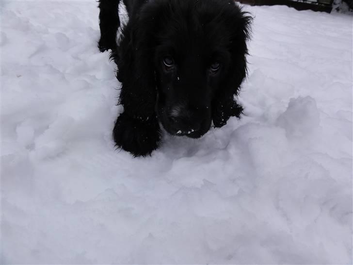 Cocker spaniel Enzo-himmelhund :`( billede 8