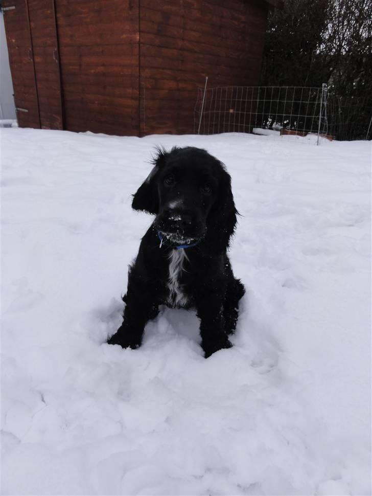 Cocker spaniel Enzo-himmelhund :`( - Hvad glor du på mor ,sidder mit hår forkert??????  :) billede 9