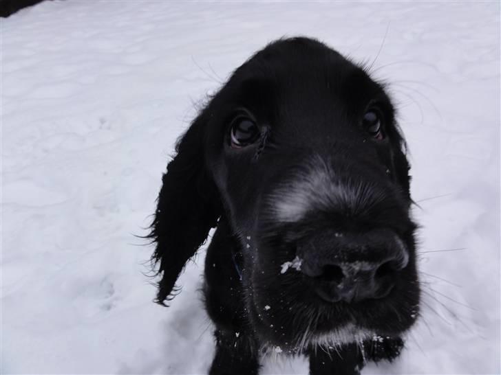 Cocker spaniel Enzo-himmelhund :`( - Nu skal det kamera, da lige ha en møøøs!! billede 10