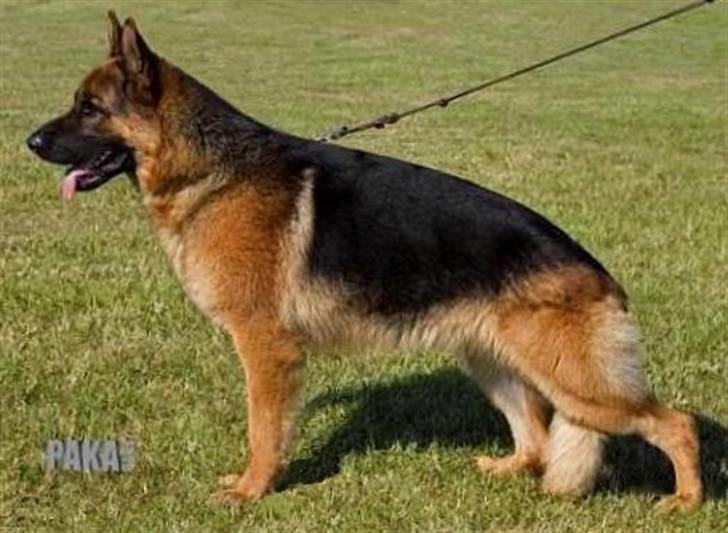 Schæferhund Walkini's Haley - Min far: Attebjerg´s Amigo billede 11