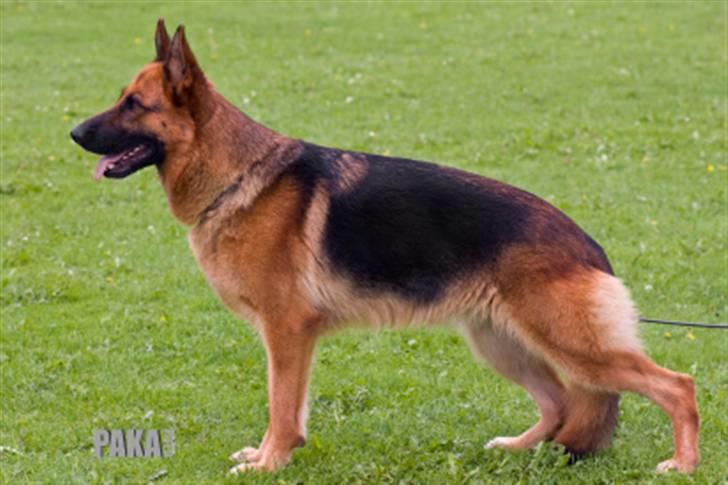 Schæferhund Walkini's Haley - Min mor: Maack´s Vischa billede 12