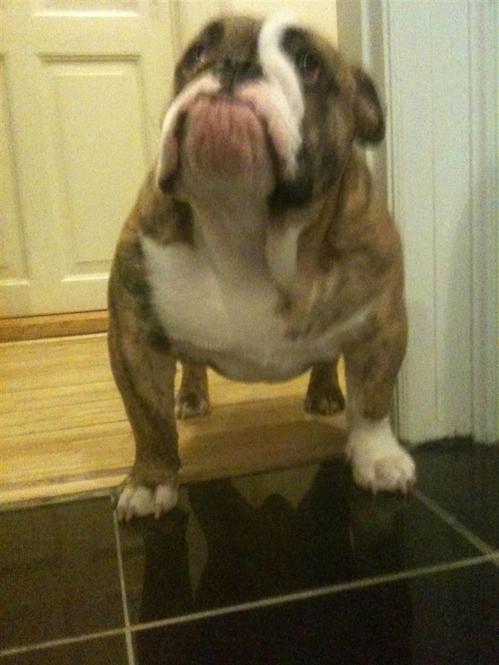 Engelsk bulldog Wallace *Kinibox*  billede 12