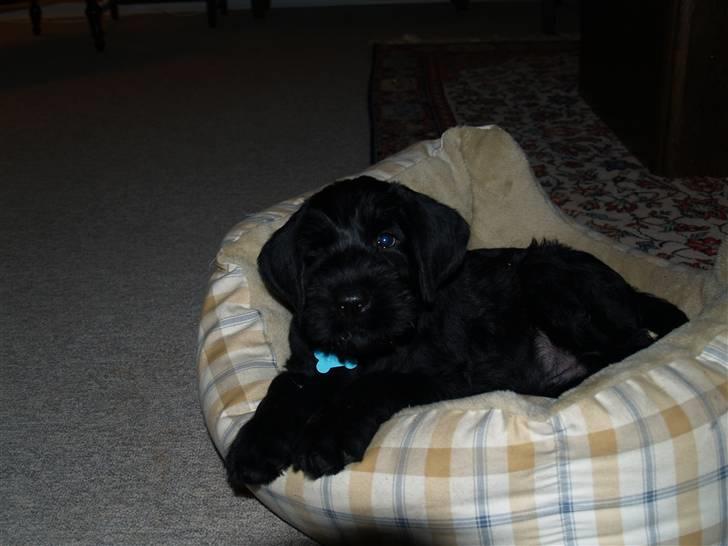 Riesenschnauzer Jake <3<3 ~ far og mors ~ - velkommen til Jake profil, håber i kan lide den :D læg gerne en kommentar.. :)  billede 1