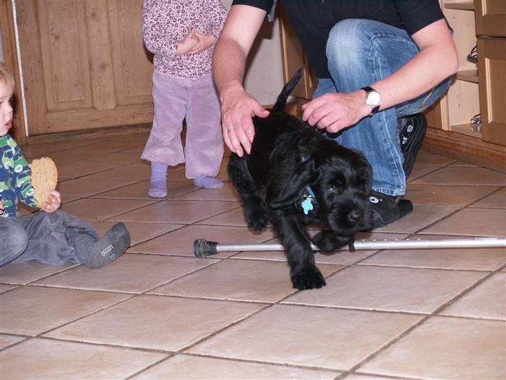 Riesenschnauzer Jake <3<3 ~ far og mors ~ billede 2